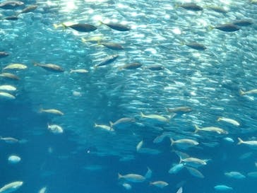 アクアワールド茨城県大洗水族館に投稿された画像（2024/8/15）