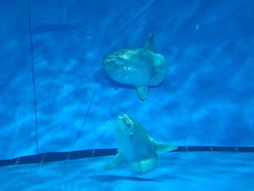 アクアワールド茨城県大洗水族館に投稿された画像（2024/8/15）