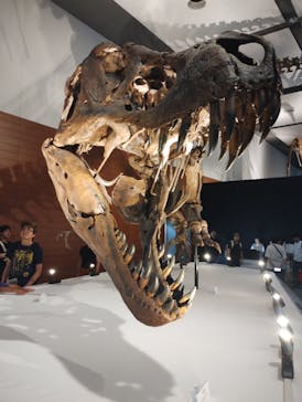 DinoScience 恐竜科学博 ～ララミディア大陸の恐竜物語～ 2024@OSAKAに投稿された画像（2024/8/15）