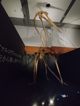DinoScience 恐竜科学博 ～ララミディア大陸の恐竜物語～ 2024@OSAKAに投稿された画像（2024/8/15）