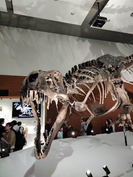 DinoScience 恐竜科学博 ～ララミディア大陸の恐竜物語～ 2024@OSAKAに投稿された画像（2024/8/15）