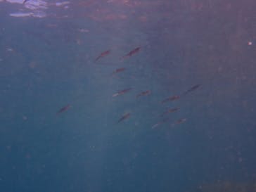 青海島ダイビングセンターに投稿された画像（2024/8/15）