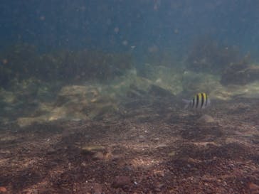 青海島ダイビングセンターに投稿された画像（2024/8/15）