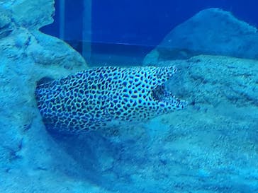 しながわ水族館に投稿された画像（2024/8/15）