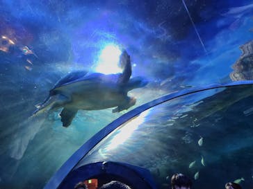 しながわ水族館に投稿された画像（2024/8/15）