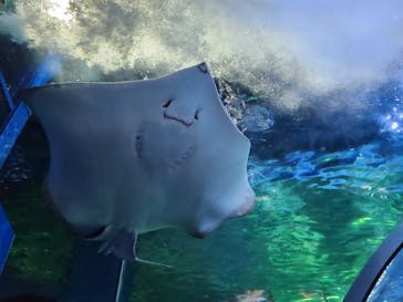 しながわ水族館に投稿された画像（2024/8/15）