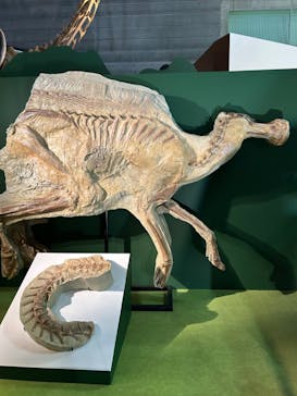 巨大恐竜展2024に投稿された画像（2024/8/16）