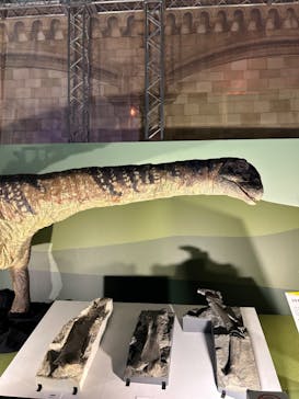 巨大恐竜展2024に投稿された画像（2024/8/16）