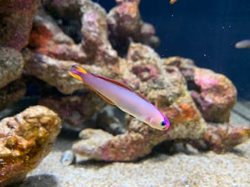 スマートアクアリウム静岡に投稿された画像（2024/8/16）