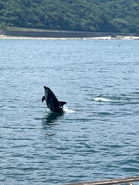 イルカウォッチング受付予約センターに投稿された画像（2024/8/16）