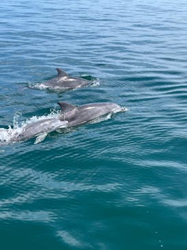 イルカウォッチング受付予約センターに投稿された画像（2024/8/16）