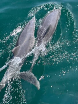 イルカウォッチング受付予約センターに投稿された画像（2024/8/16）