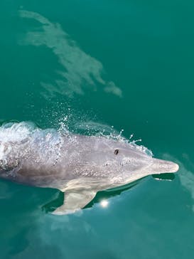 イルカウォッチング受付予約センターに投稿された画像（2024/8/16）