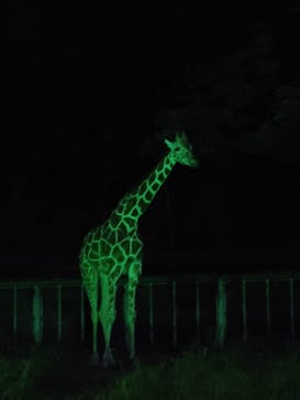 名古屋市東山動植物園に投稿された画像（2024/8/16）