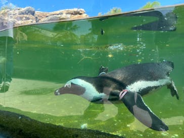 神戸どうぶつ王国に投稿された画像（2024/8/16）