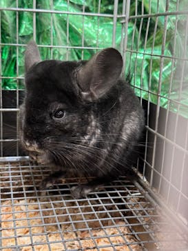 いきもの探検隊上尾に投稿された画像（2024/8/16）