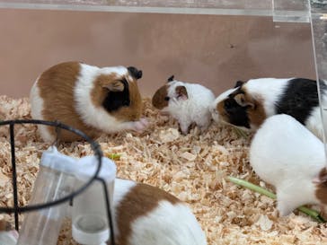 いきもの探検隊上尾に投稿された画像（2024/8/16）