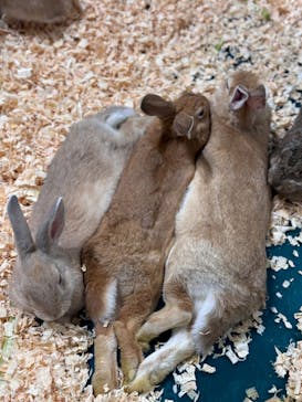 いきもの探検隊上尾に投稿された画像（2024/8/16）