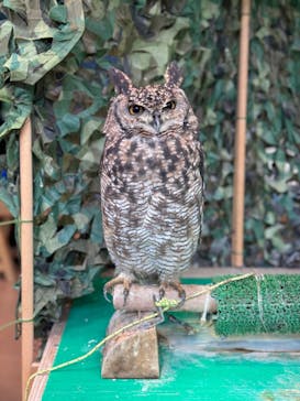 いきもの探検隊上尾に投稿された画像（2024/8/16）