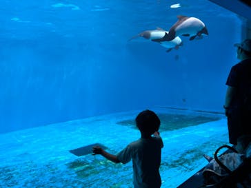 仙台うみの杜水族館に投稿された画像（2024/8/16）