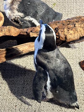 NIFREL（ニフレル）に投稿された画像（2024/8/16）