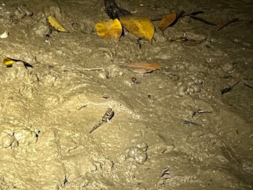 石垣島カヌーツアー池間に投稿された画像（2024/8/16）