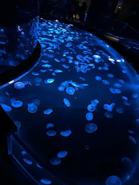 すみだ水族館に投稿された画像（2024/8/16）