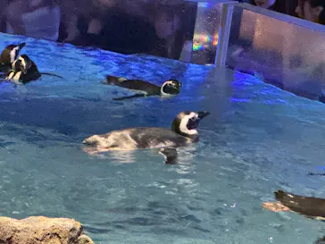 すみだ水族館に投稿された画像（2024/8/16）