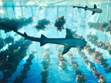 仙台うみの杜水族館に投稿された画像（2024/8/16）