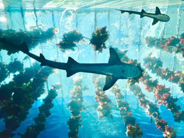 仙台うみの杜水族館に投稿された画像（2024/8/16）