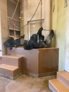 名古屋市東山動植物園に投稿された画像（2024/8/16）