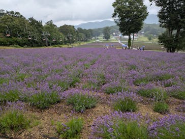 たんばらラベンダーパークに投稿された画像（2024/8/16）