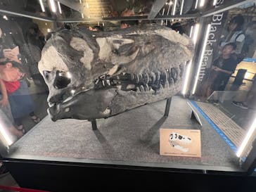 福井県立恐竜博物館に投稿された画像（2024/8/16）