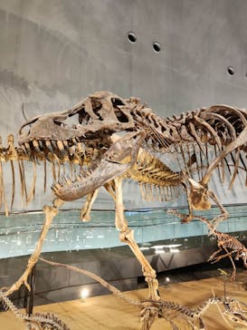 福井県立恐竜博物館に投稿された画像（2024/8/16）