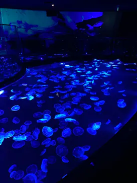 すみだ水族館に投稿された画像（2024/8/16）