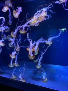 すみだ水族館に投稿された画像（2024/8/16）