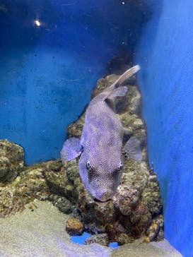 竹島水族館に投稿された画像（2024/8/16）