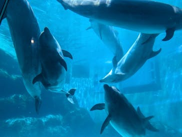 名古屋港水族館に投稿された画像（2024/8/16）