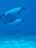 仙台うみの杜水族館に投稿された画像（2024/8/16）