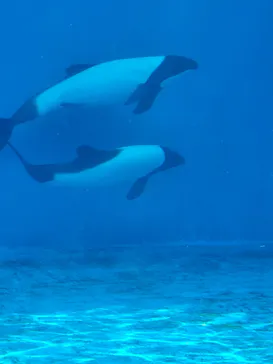 仙台うみの杜水族館に投稿された画像（2024/8/16）