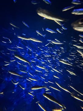 大分マリーンパレス水族館 「うみたまご」に投稿された画像（2024/8/16）