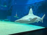 沖縄美ら海水族館に投稿された画像（2024/8/16）