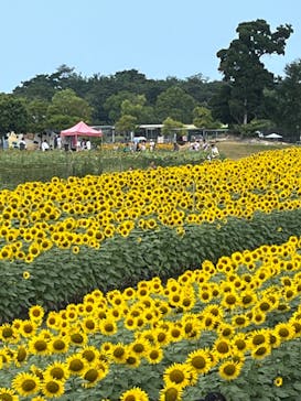 淡路ファームパーク イングランドの丘に投稿された画像（2024/8/16）