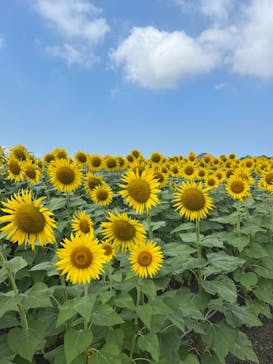 淡路ファームパーク イングランドの丘に投稿された画像（2024/8/16）