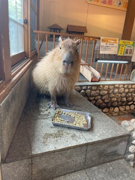 おさるの湯もみ処　おさ湯に投稿された画像（2024/8/16）