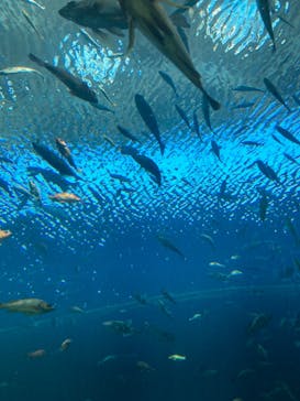 上越市立水族博物館 うみがたりに投稿された画像（2024/8/16）