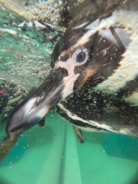 城崎マリンワールドに投稿された画像（2024/8/16）