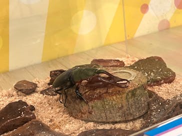 JOYPOLIS 特別イベントスペースに投稿された画像（2024/8/16）