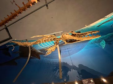 福井県立恐竜博物館に投稿された画像（2024/8/16）