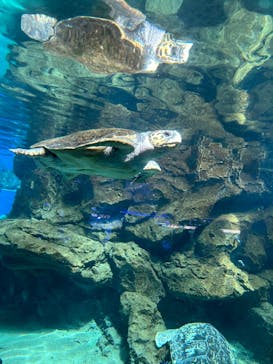 名古屋港水族館に投稿された画像（2024/8/16）